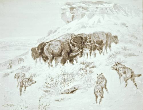 Buffalo and Wolves