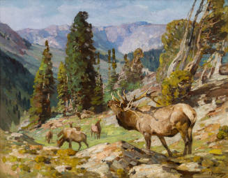 Elk Herd