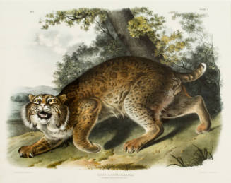 Lynx Rufus. Guldenstaed. (Common American Wild Cat)