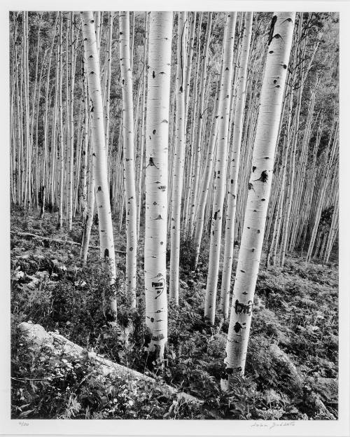 Aspen Glow - Aspen, CO