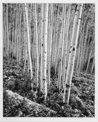 Aspen Glow - Aspen, CO