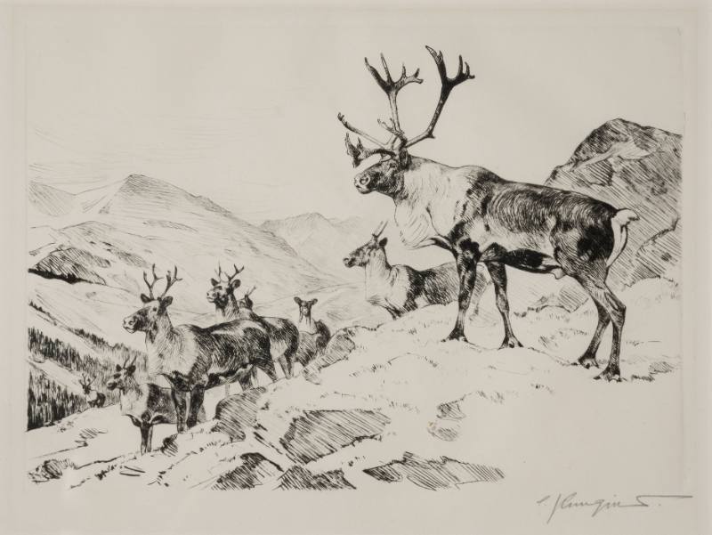 Mountain Caribou